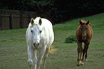 horse rehabilitation