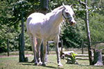 equineretirementa04